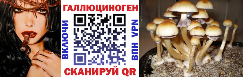 как найти   Курчалой  Галлюциногенные грибы Psilocybe 